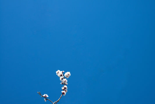 white petaled flower