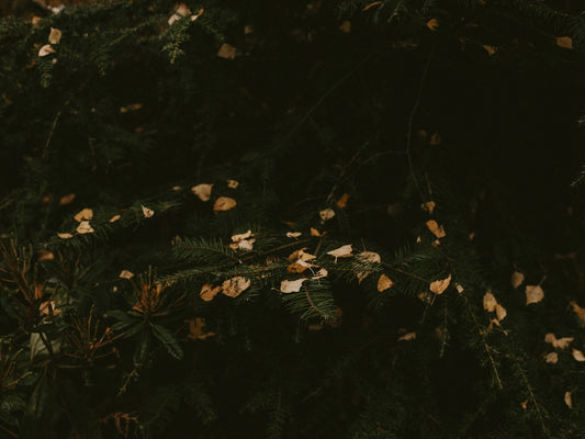 green leafed plant