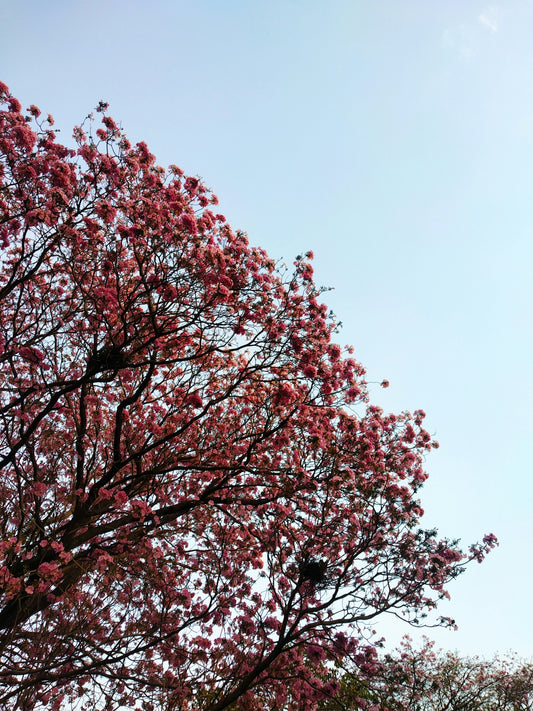 red leaf tree under blue sky during daytime