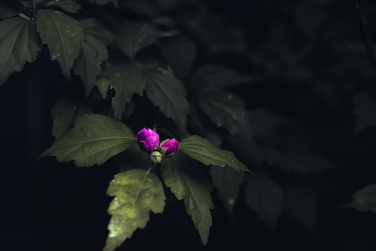 purple flower with green leaves
