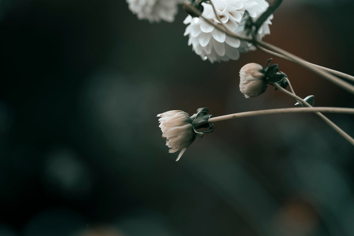 a close up of a plant with white flowers
