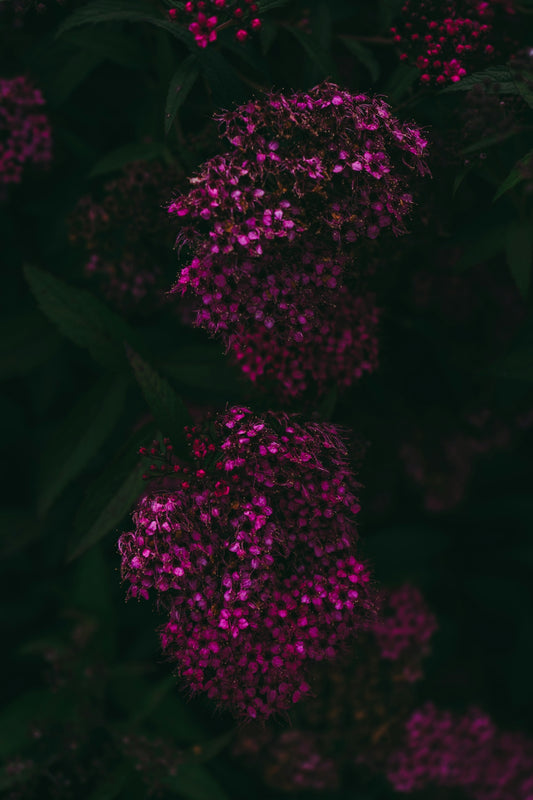 a close up of a flower
