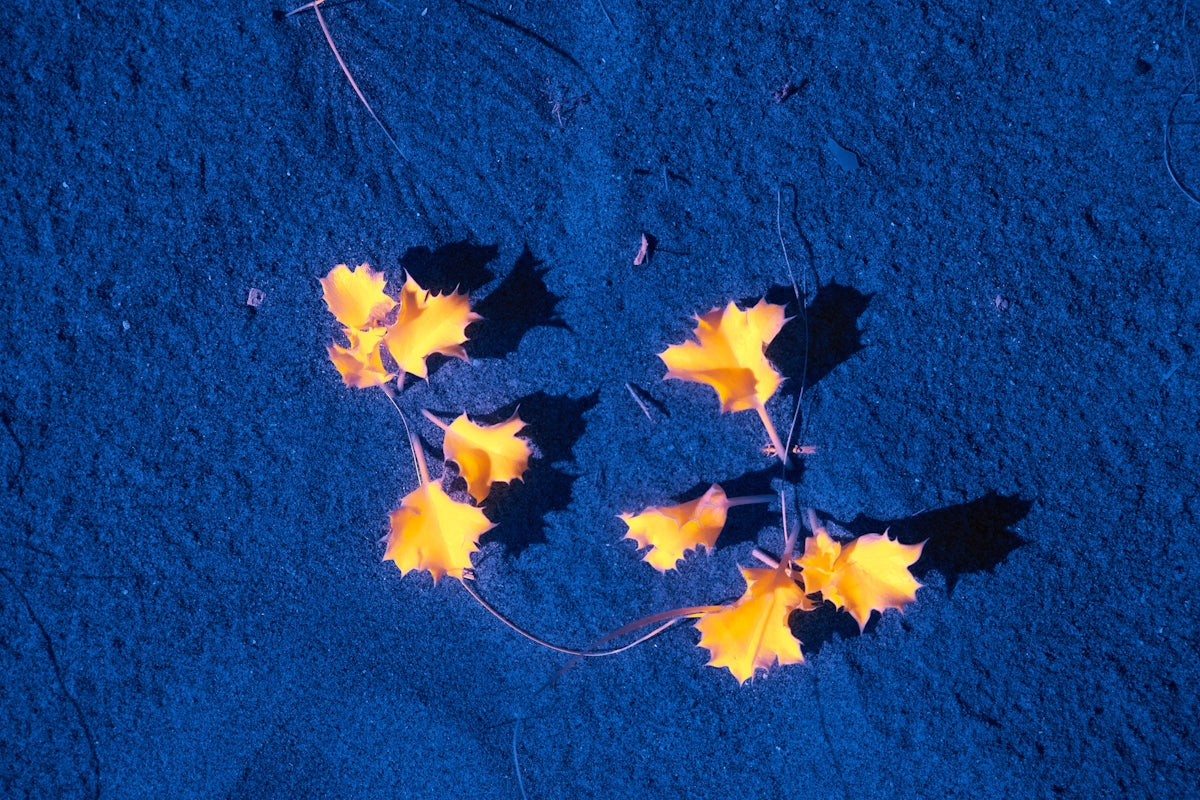 a group of yellow leaves laying on top of a blue ground