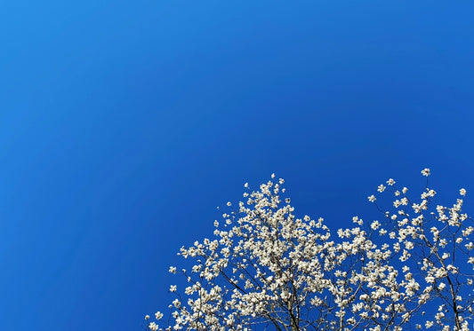 a tree with white flowers against a blue sky