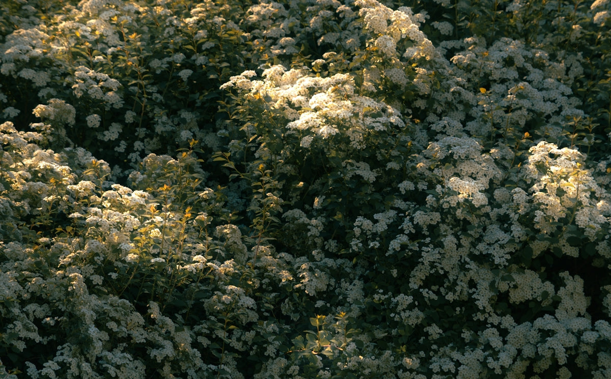 a close-up of some plants