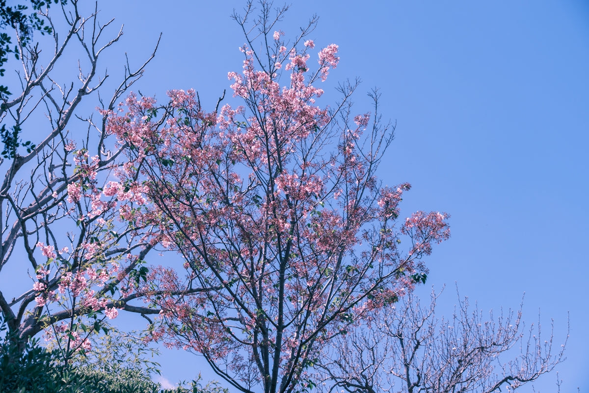 a tree with pink flowers in front of a blue sky