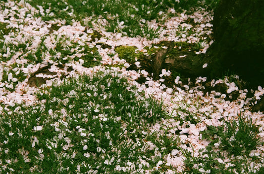 a bunch of flowers that are in the grass