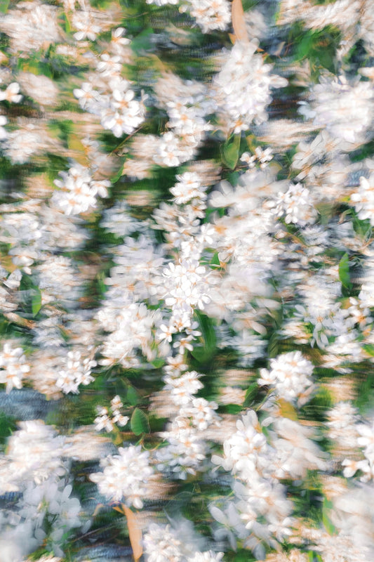 a blurry photo of white flowers with green leaves