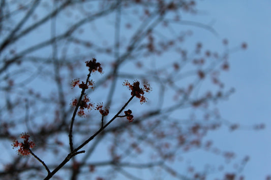 a tree branch with red flowers against a blue sky