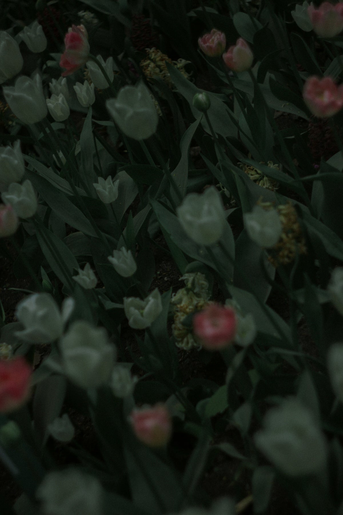 a bunch of flowers that are in the grass