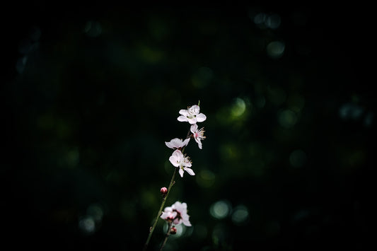 Delicate white flowers against a dark, blurry background.
