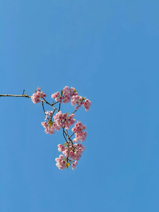 Pink cherry blossoms against a bright blue sky.