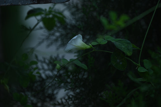 A delicate white flower blossoms among green leaves.
