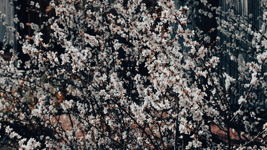 A tree covered in delicate white blossoms