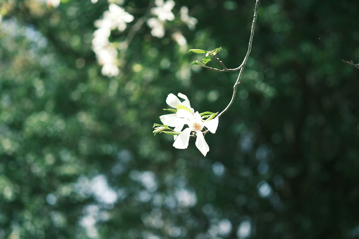 Delicate white flower hanging from a branch