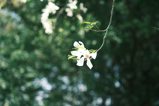 Delicate white flower hanging from a branch