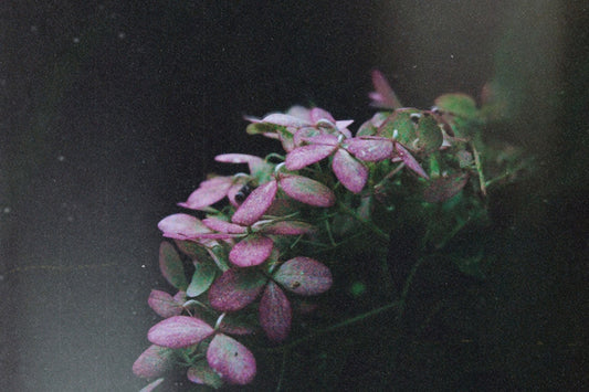 Delicate pink flowers with green leaves on dark background
