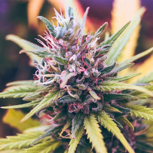 Die besten Methoden für Cannabissamen Keimung