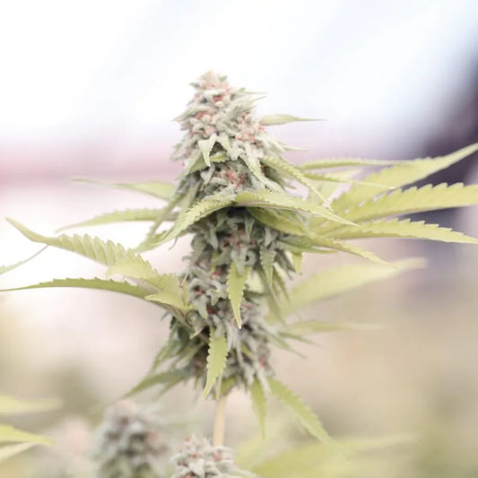 Der ultimative Cannabissamen-Anfänger-Guide