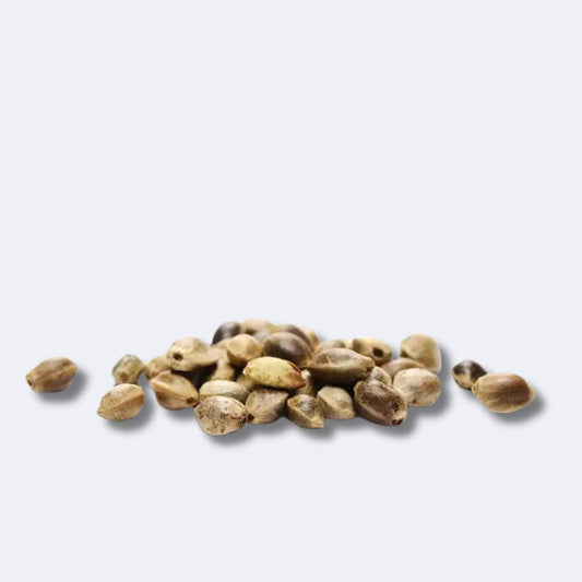 Historie und Entwicklung der Cannabissamen verstehen