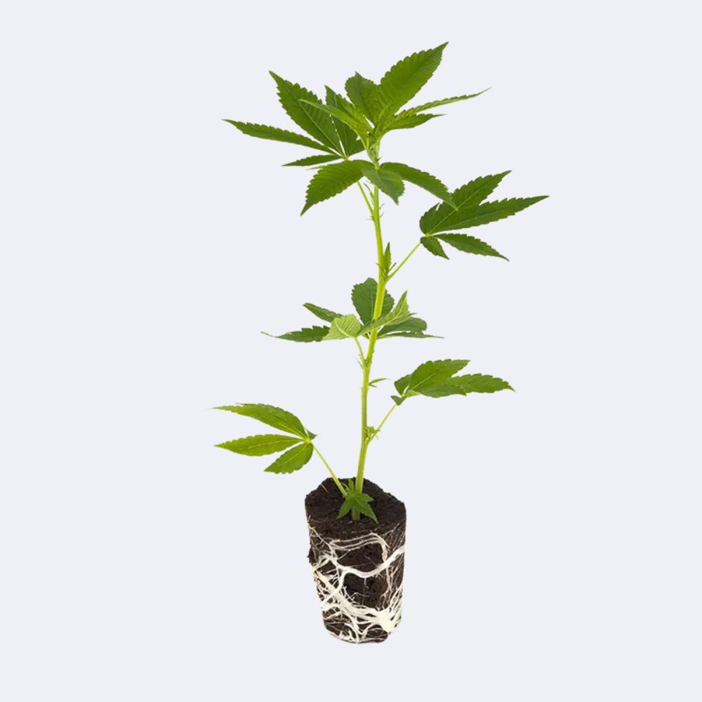 Mit Cannabissamen erfolgreich starten: Ein Leitfaden