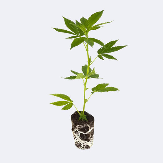 Mit Cannabissamen erfolgreich starten: Ein Leitfaden