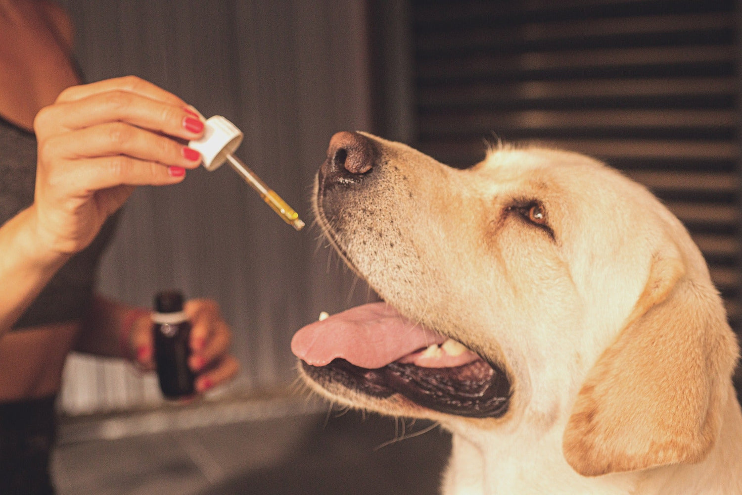 CBD für Tiere