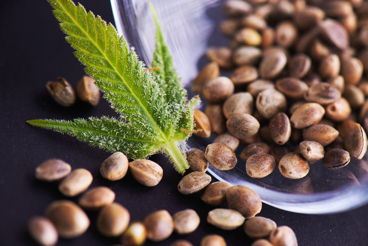 Feminisierte Cannabissamen
