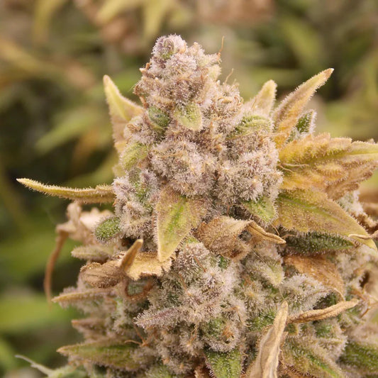 Platinum Chunck Cookies Steckling