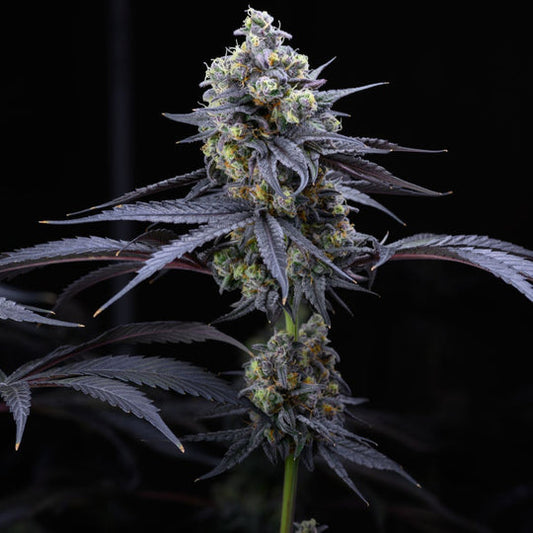 Apples & Bananas Samen Feminisiert