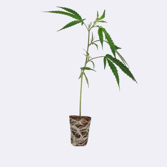 Mandarin Cookies Steckling