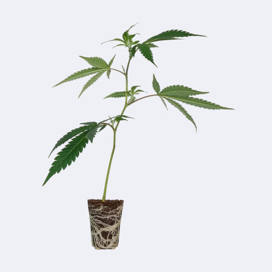 Amnesia Core Cut Steckling