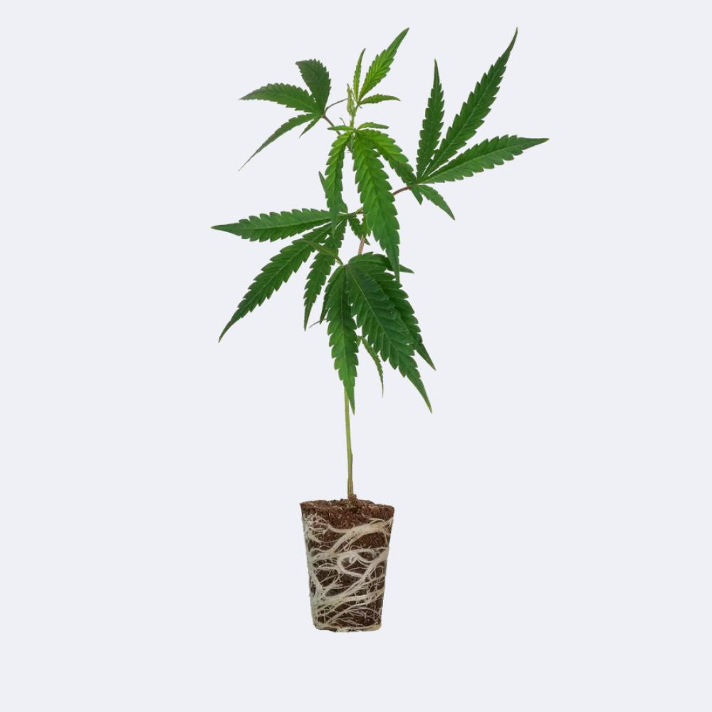 Platinum Chunck Cookies Steckling