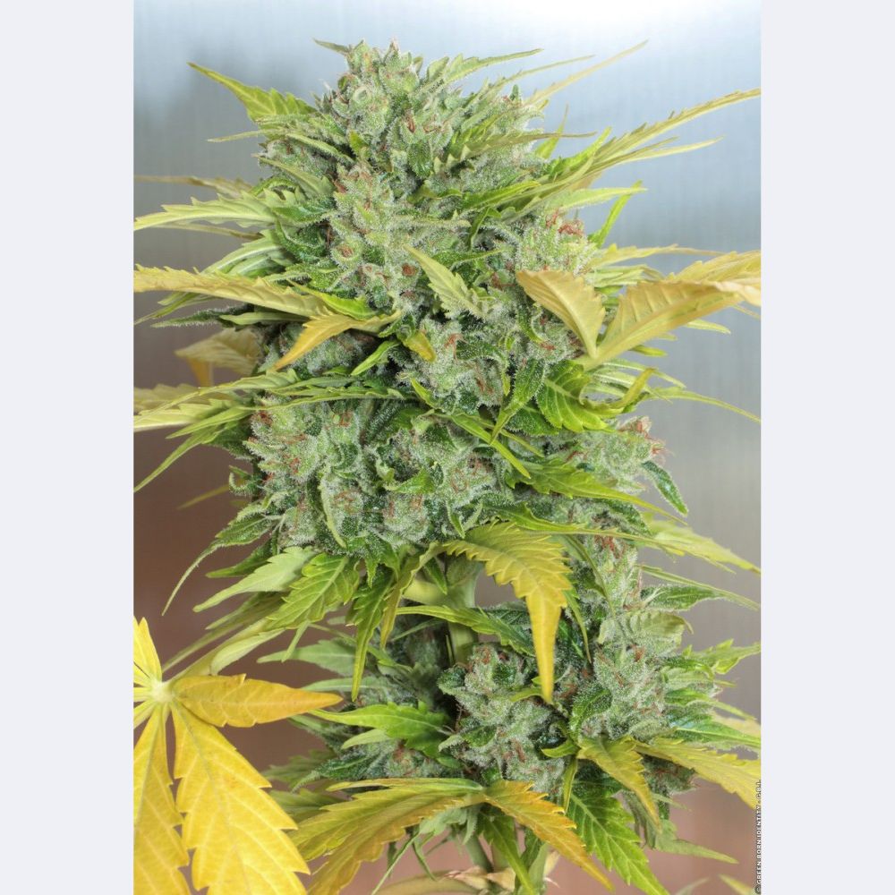 AK-47 Auto
