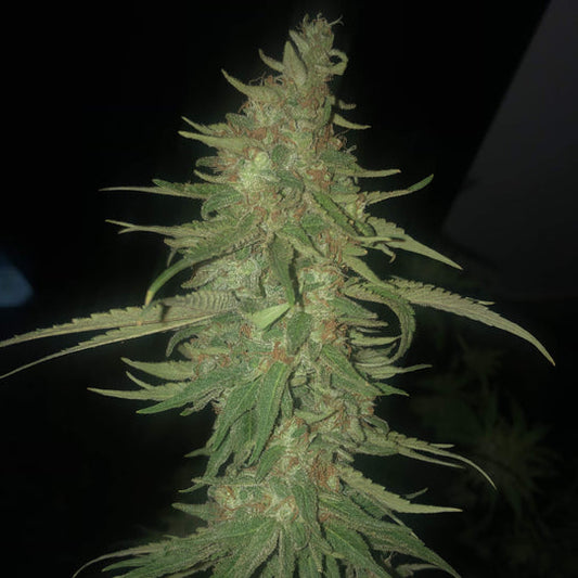 Runtz x Wedding Cake Samen Feminisiert