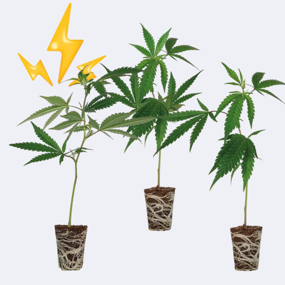 High THC Steckling Set