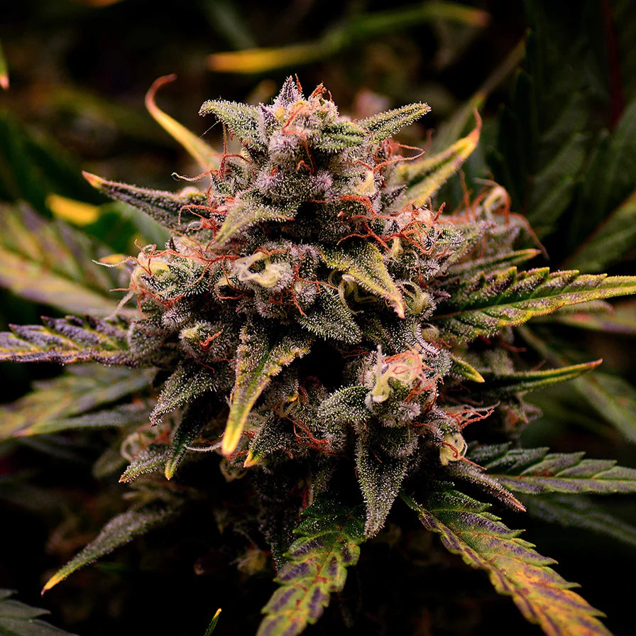 Cream Mandarine Samen Automatik
