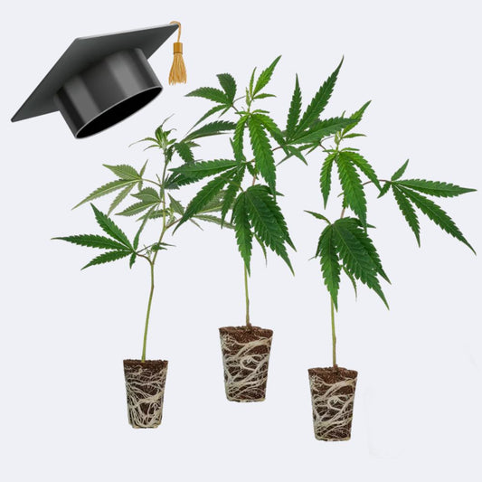 Einsteiger Set Stecklinge