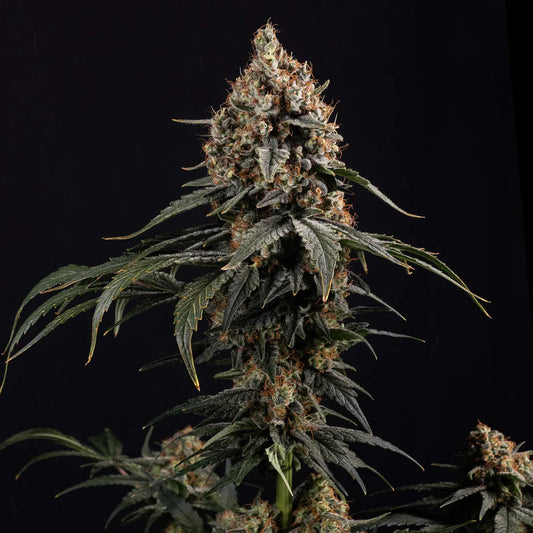 Amnesia Core Cut Steckling