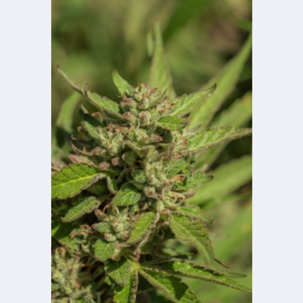 Mendo Breath Feminisiert