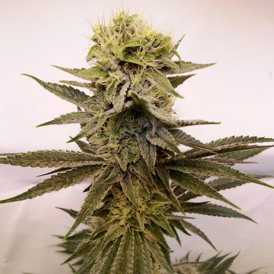 Tropical Cookies Samen Automatik