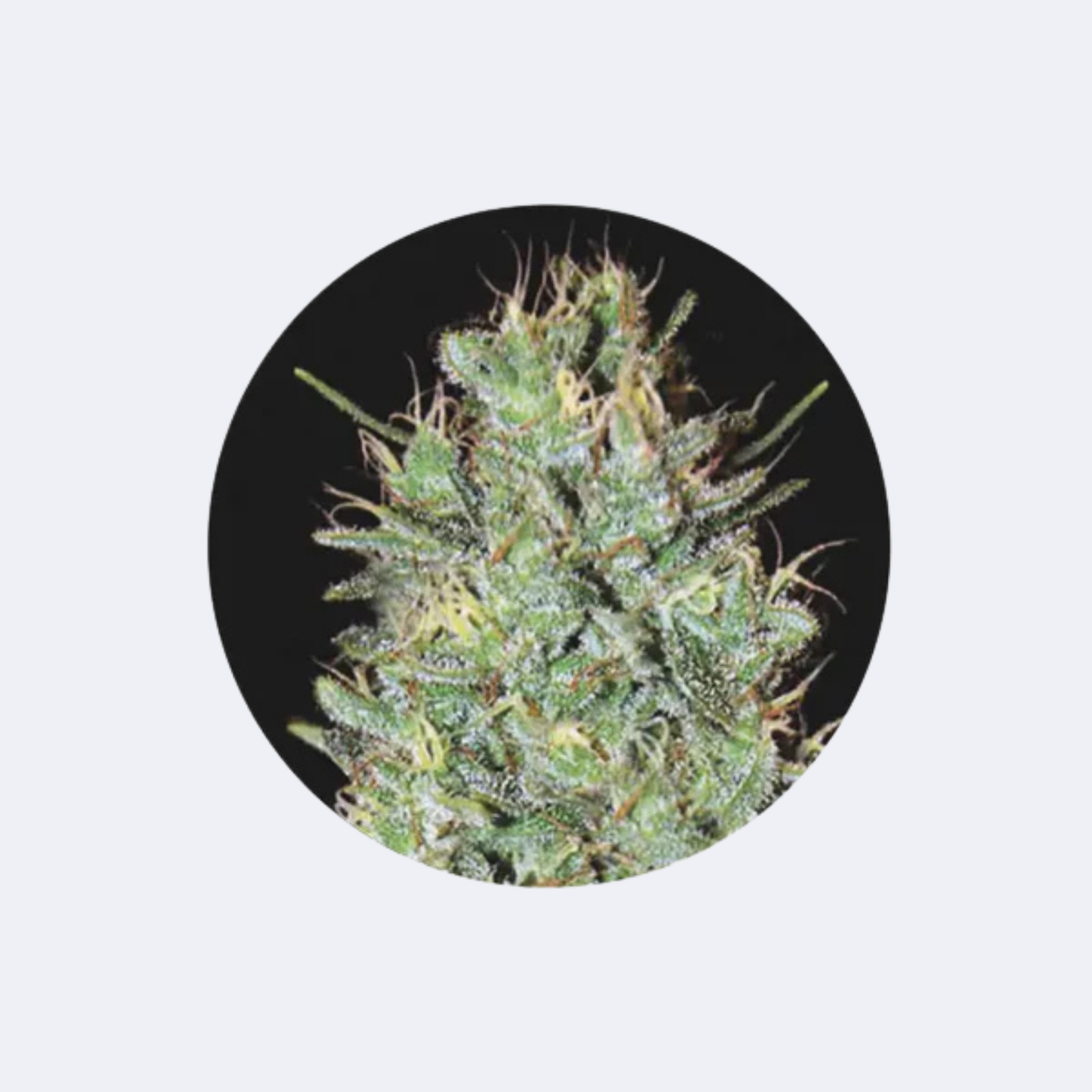 Cannabis Samen "Amnezia Haze" - Feminized - 3 Stck.