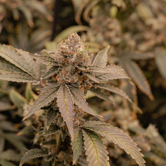 Apple Fritter Samen Automatik