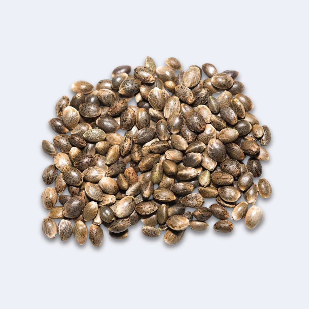 Auto AK 47 Bulk (Feminisiert) - 100 Stück