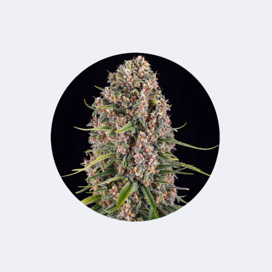 Cannabis Samen "Blue Cheese" - Feminized - 3 Stck.