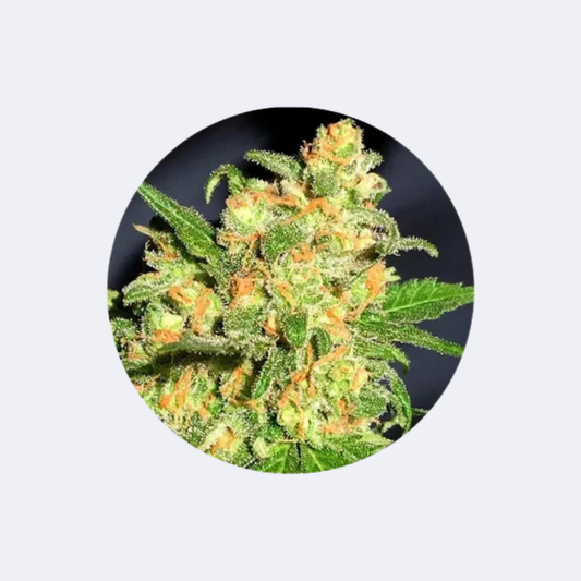 Cannabis Samen "Bruce Banner" - Autoflower - 3 Stck.