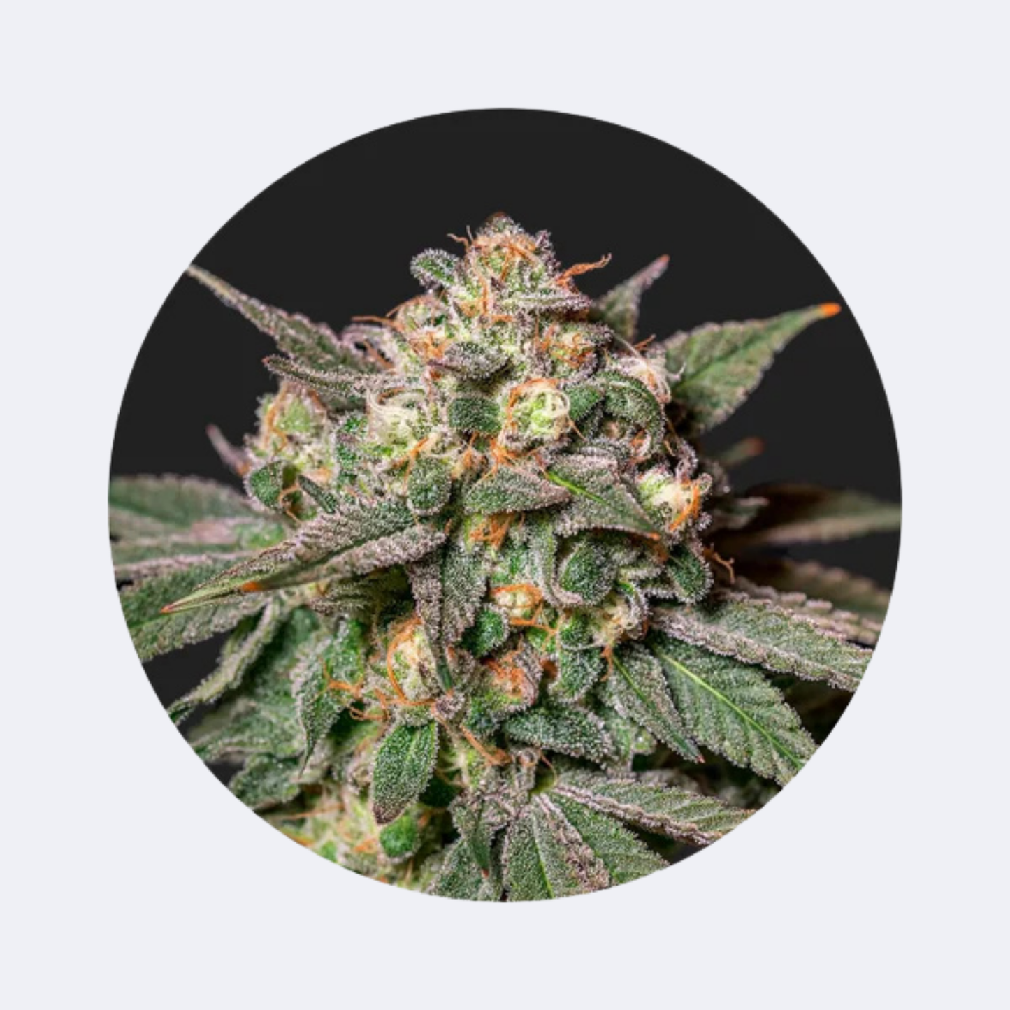 Cali Genetics "Choclate Mint OG" - Autoflower - 3 Stck.