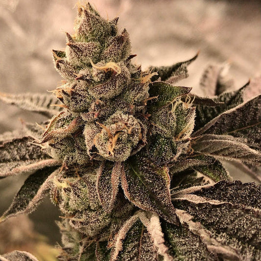 Cookies & Cream Samen Feminisiert