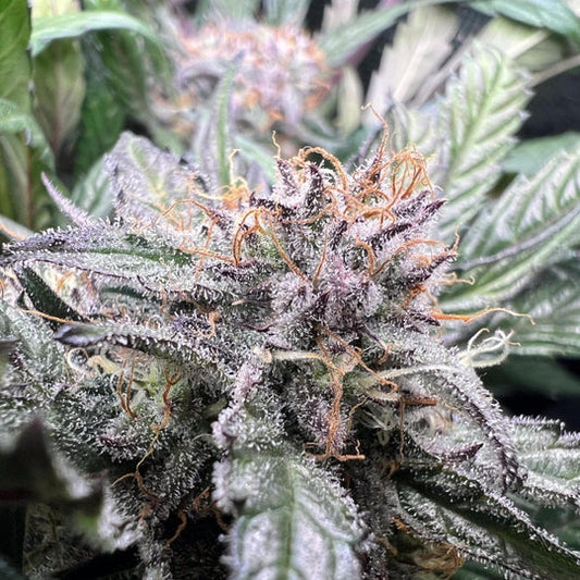 Critical Samen Feminisiert