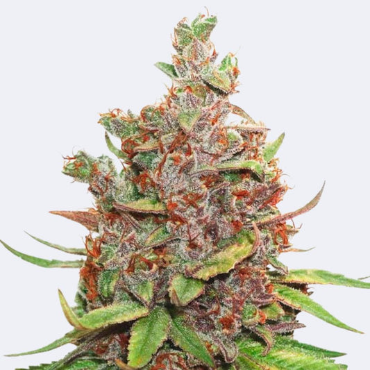 GlueBerry OG Steckling 22% THC